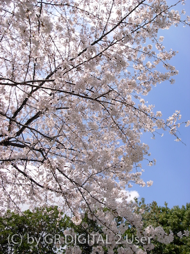 sakura2008